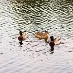 - Boucles De Seine * Anneville-Ambourville