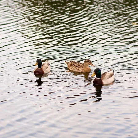 Anneville - Boucles De Seine * Le Mesnil-sous-Jumièges